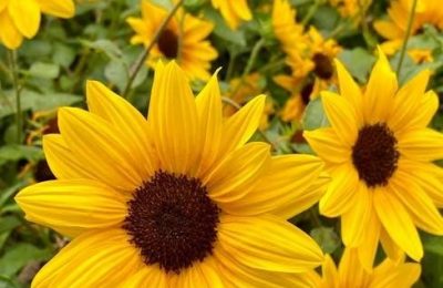 the sunflower simon wiesenthal pdf