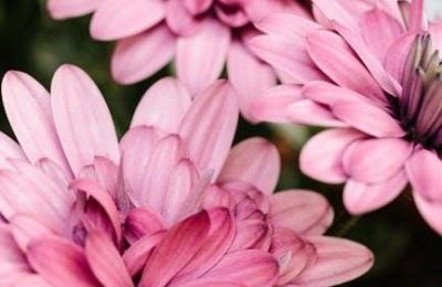 the chrysanthemums by john steinbeck pdf