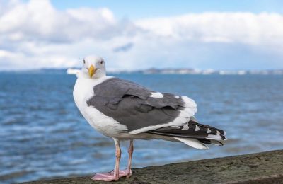 the little seagull handbook with exercises 4th edition pdf free